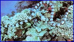 Sea Kraits - Laticauda Colubrina