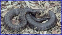 Black Tiger Snake - Notechis Ater