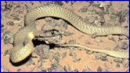 Inland Taipan Or Fierce Snake - Oxyuranus Microlepidotus