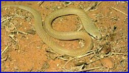 King Brown Snake - Pseudechis Australis