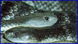 Tiger Snake - Notechis Scutatus